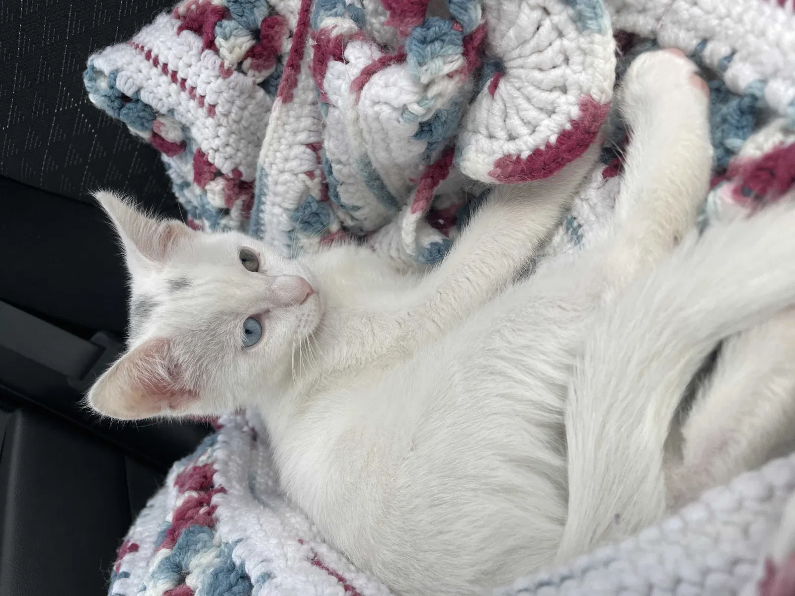 Lost cat in Anchorage, AK, 99517