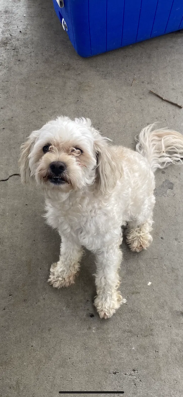 Lost dog in Ontario, CA, 91761