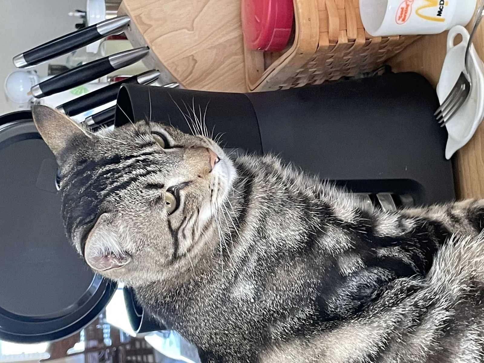 Lost cat in Bakersfield, CA, 93314