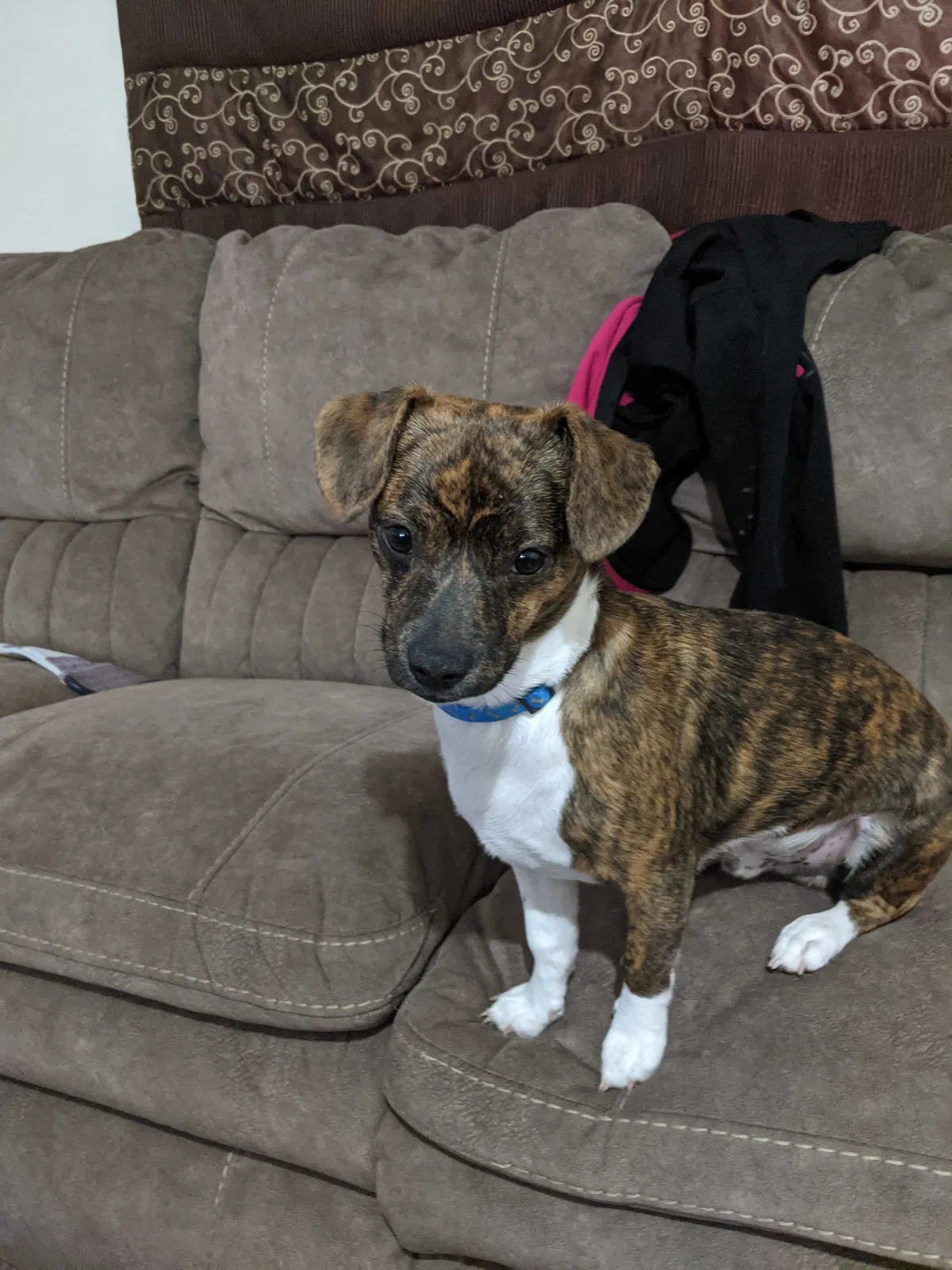 Lost dog in Piggott, AR, 72454