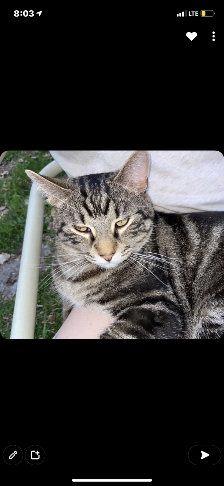 Lost cat in Morning View, KY, 41063