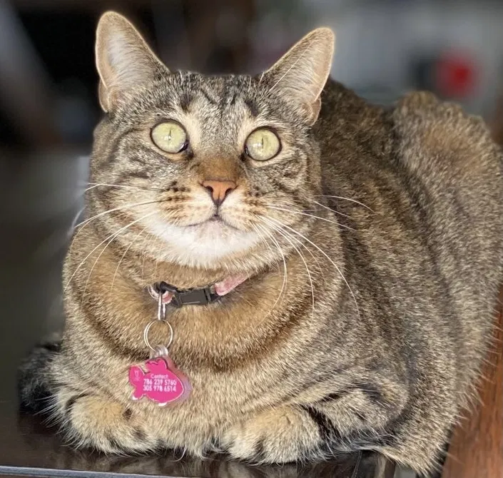 Lost cat in Fort Lauderdale, FL, 33324
