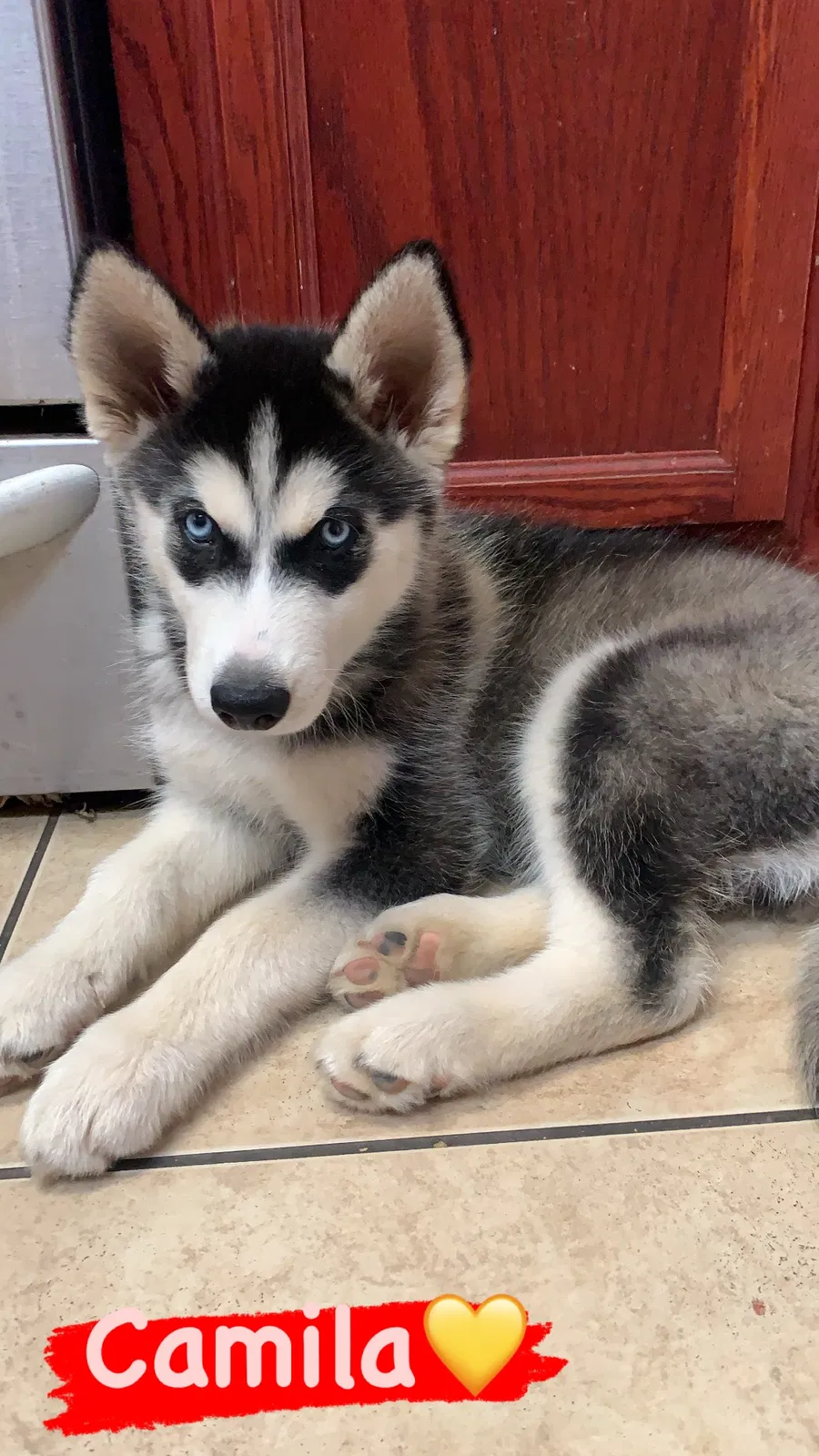 Lost dog in Hesperia, CA, 92345