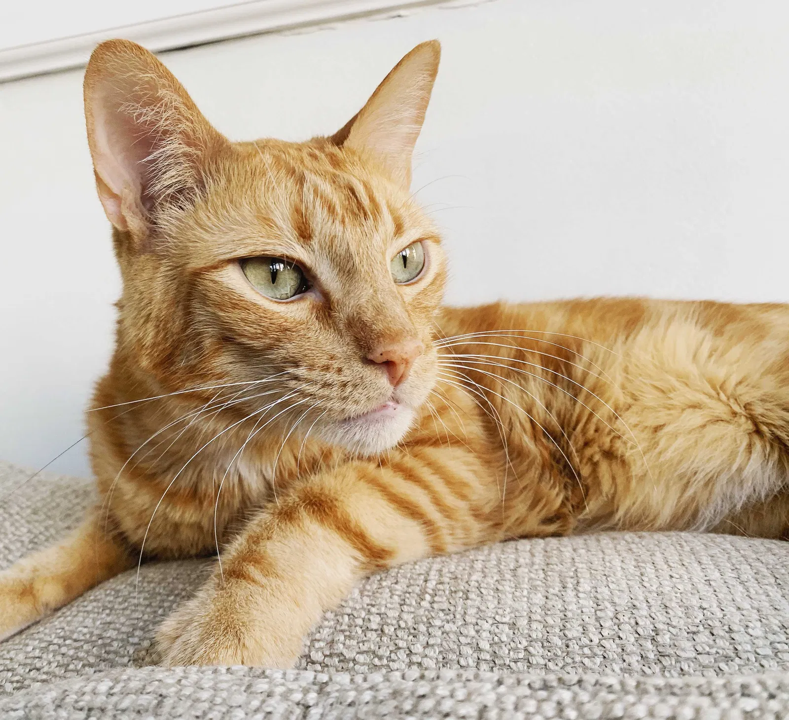 Lost cat in Atlanta, GA, 30305