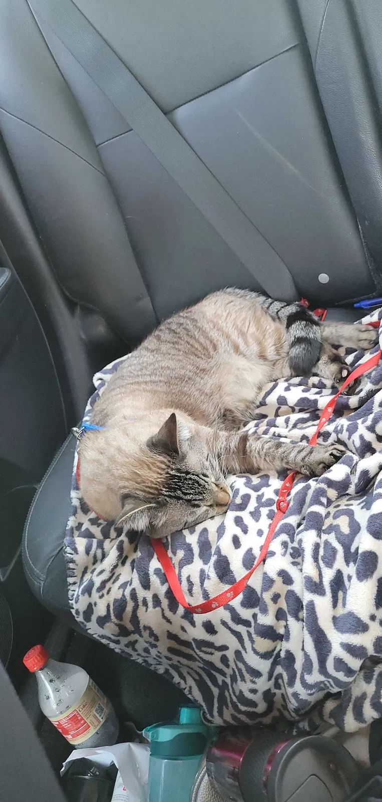 Lost cat in Salem, OR, 97301