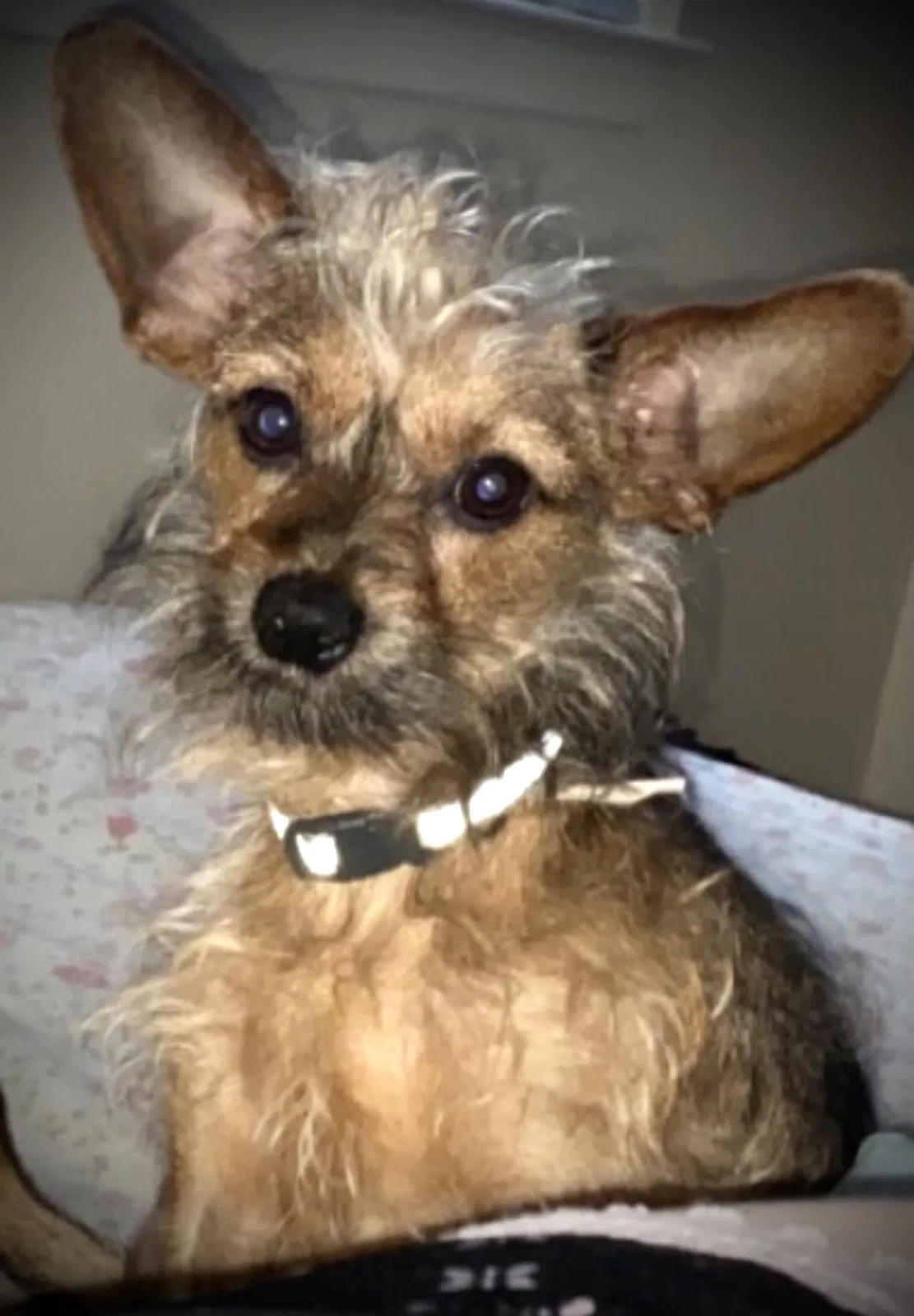 Lost dog in Winston Salem, NC, 27106