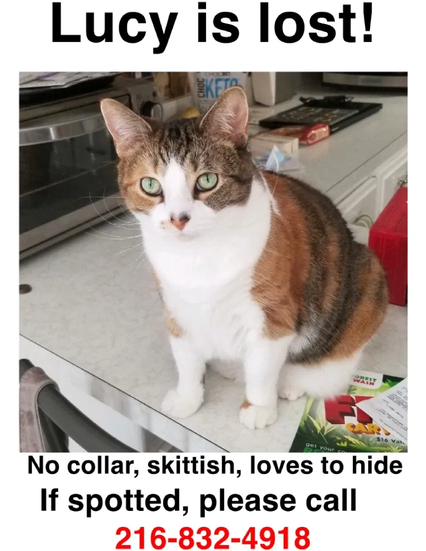 Lost cat in Avon, OH, 44011
