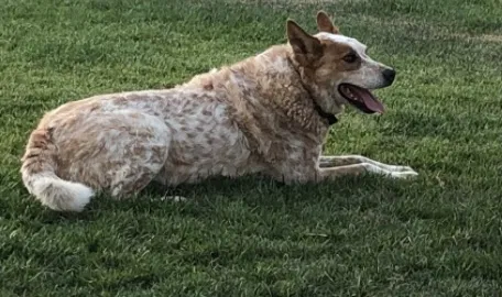 Lost dog in Escondido, CA, 92027