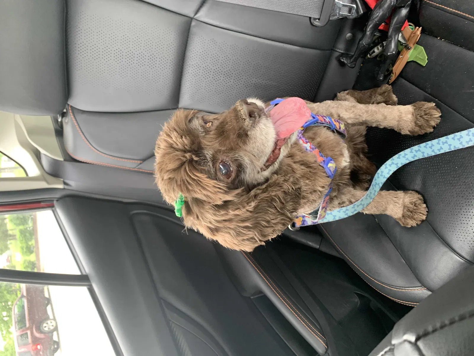 Lost dog in Harlan, IN, 46743