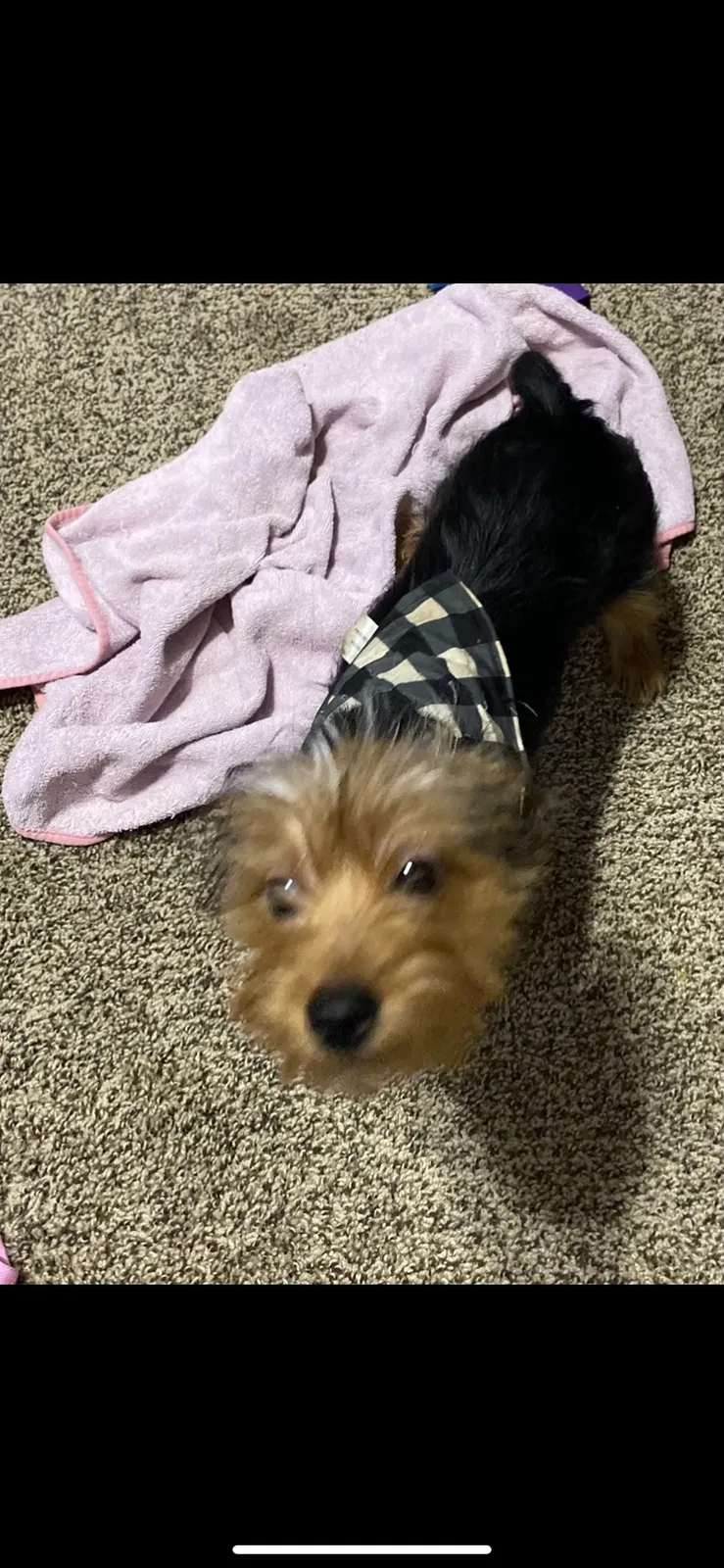 Lost dog in Dickinson, TX, 77539
