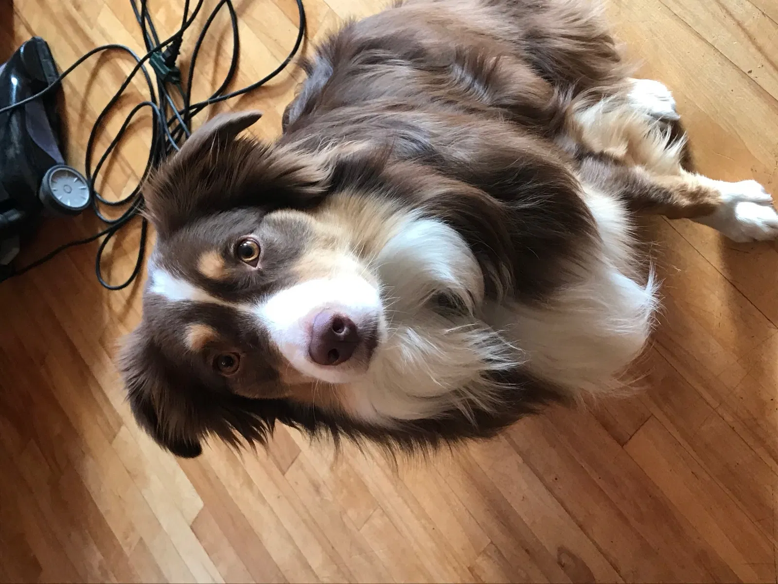 Lost dog in Hammond, WI, 54015