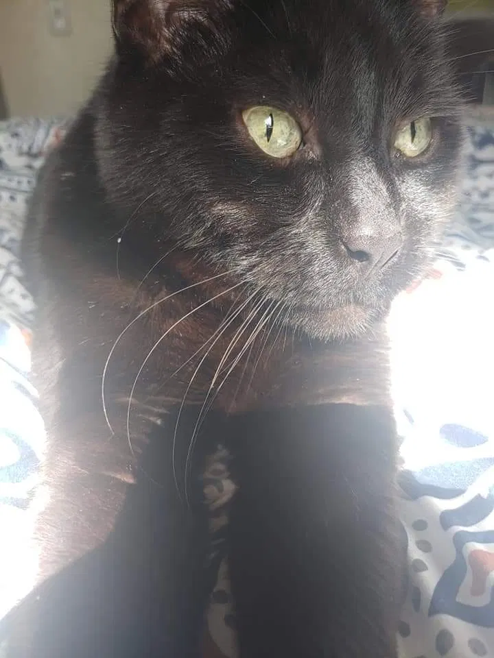 Lost cat in Littleton, CO, 80123
