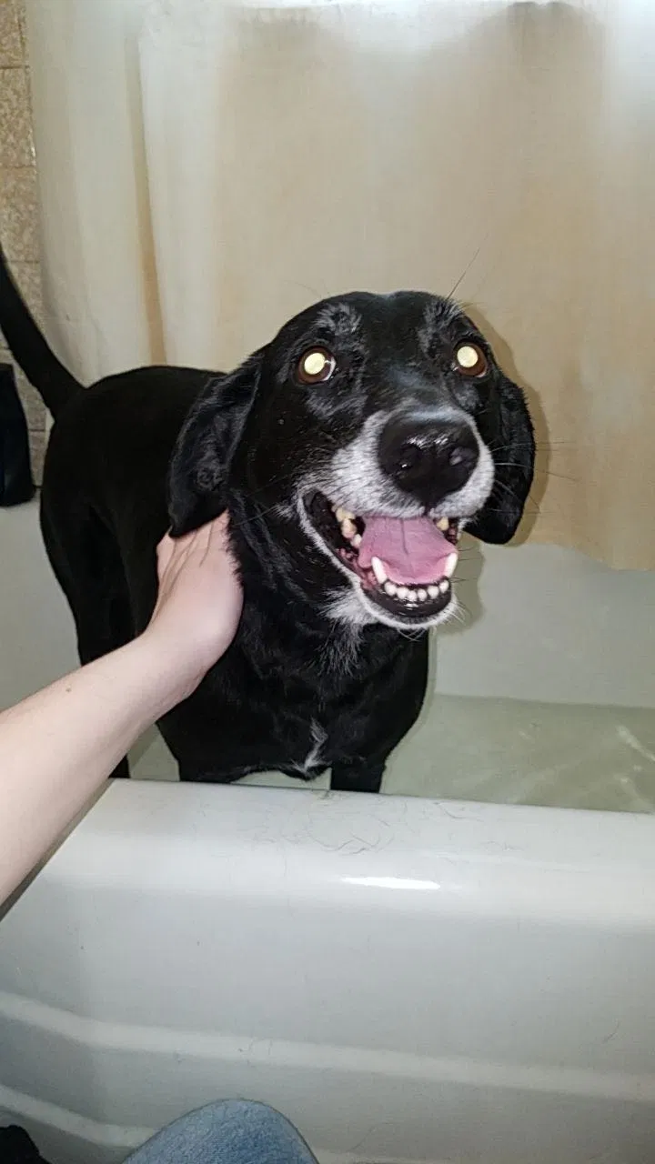 Lost dog in Hopkins, MN, 55343