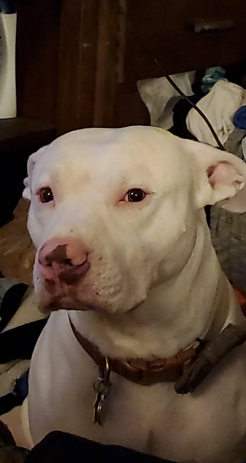 Lost dog in Cumberland Furnace, TN, 37051
