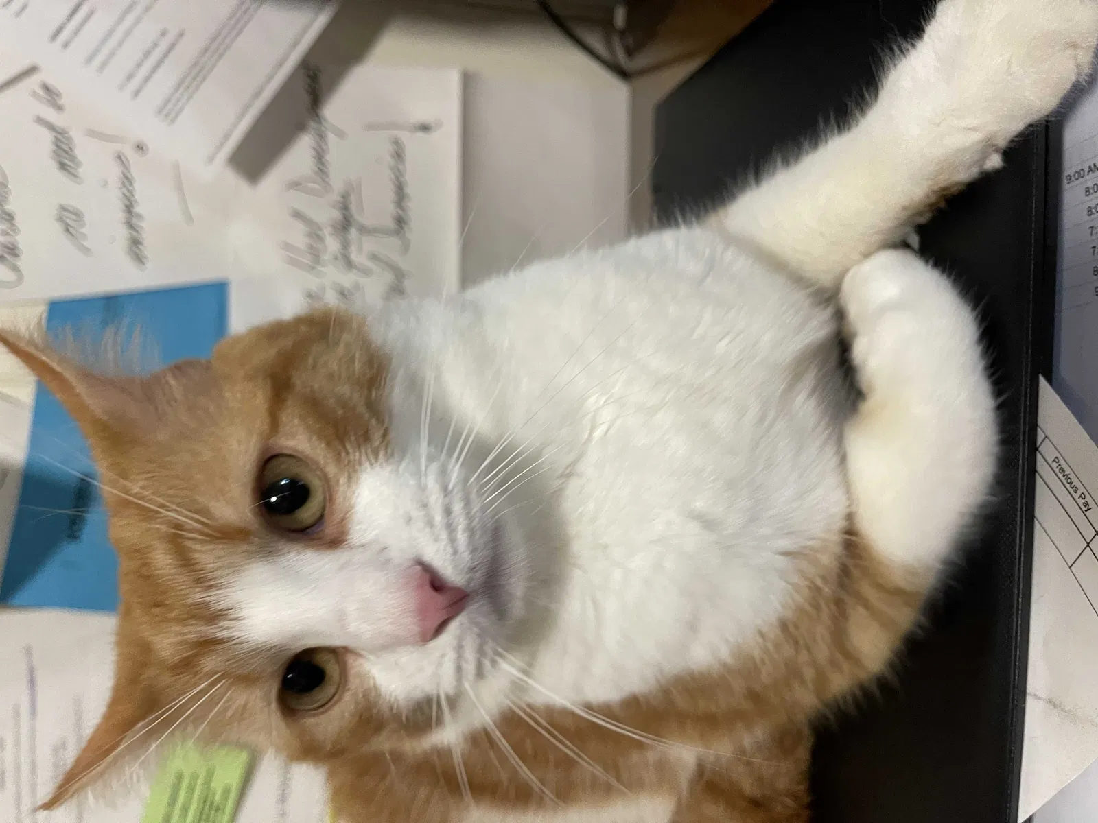 Lost cat in Conover, NC, 28613