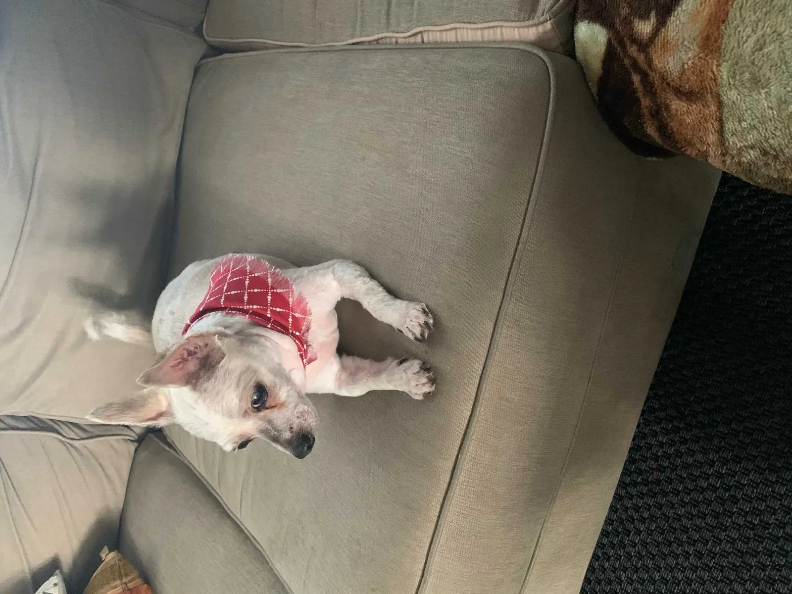 Lost dog in Charlestown, IN, 47111