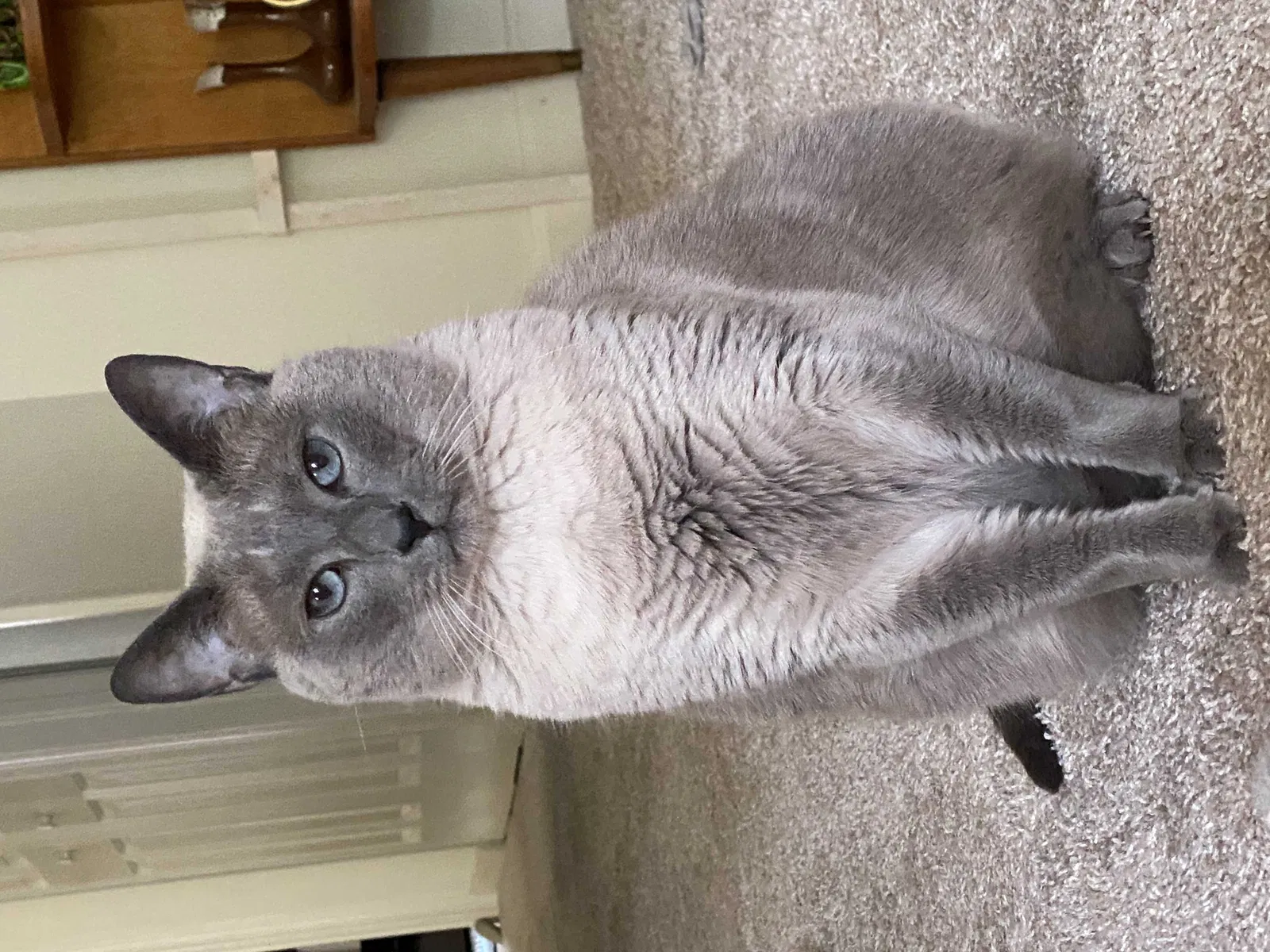 Lost cat in Ephrata, PA, 17522