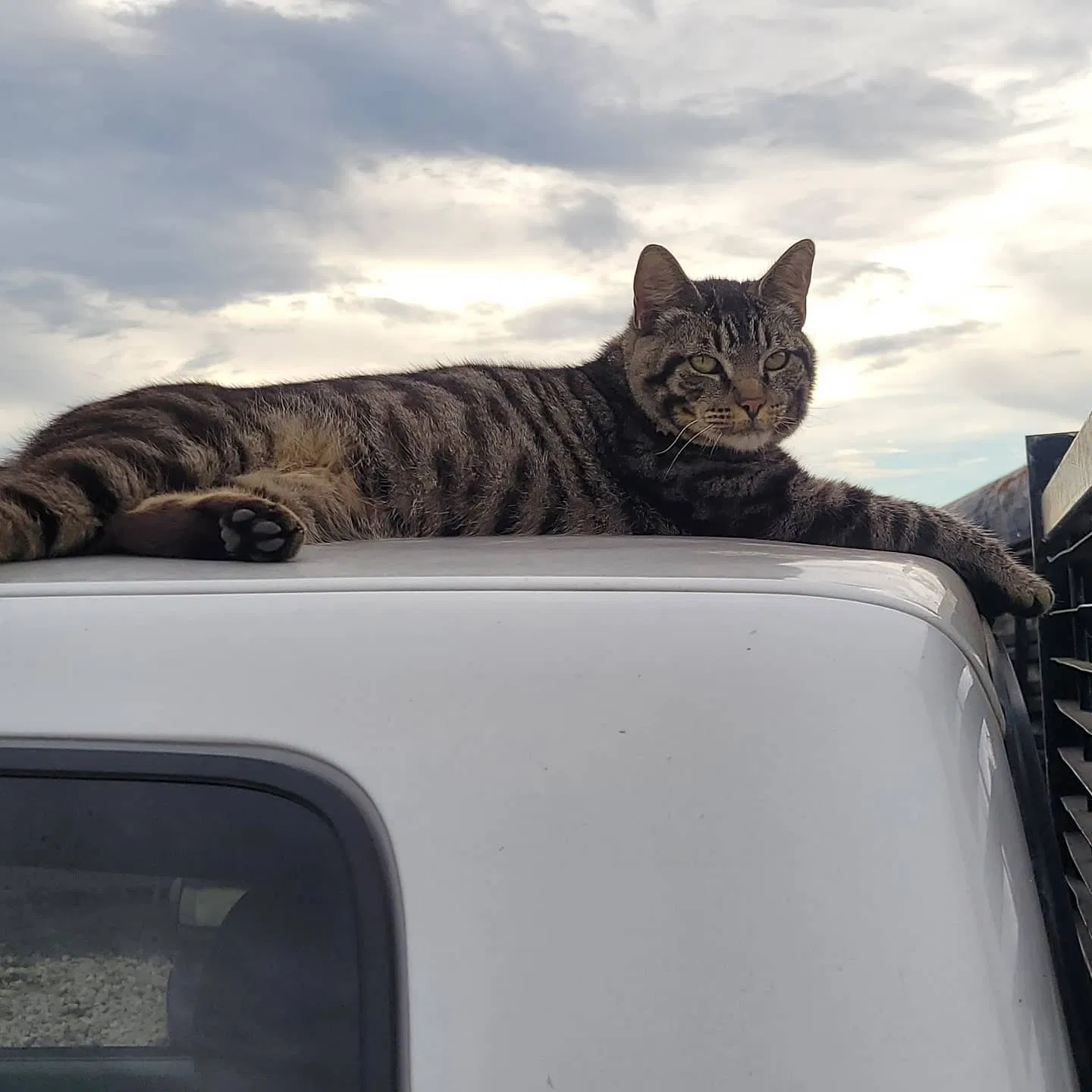 Lost cat in Taylor, TX, 76574