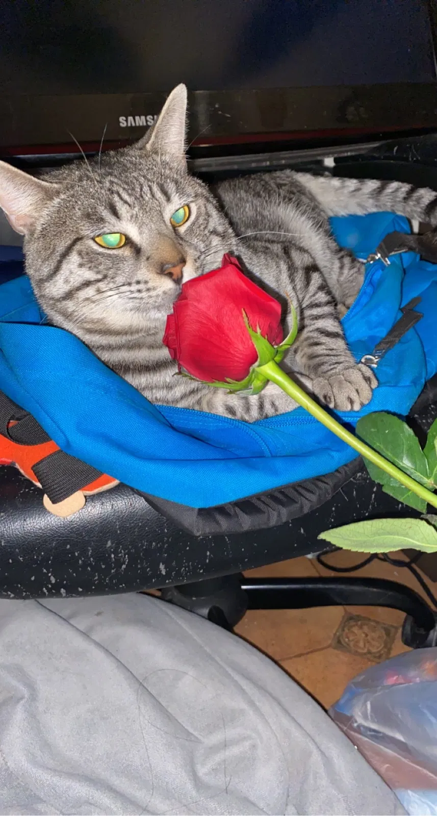 Lost cat in El Paso, TX, 79912