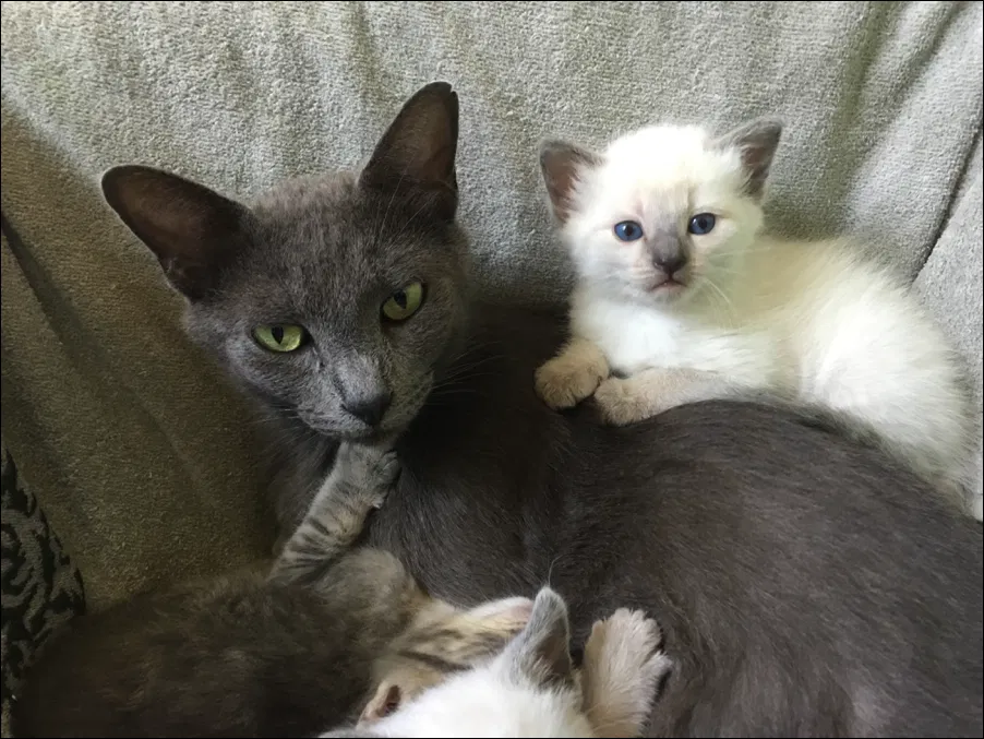 Lost cat in Denton, TX, 76208
