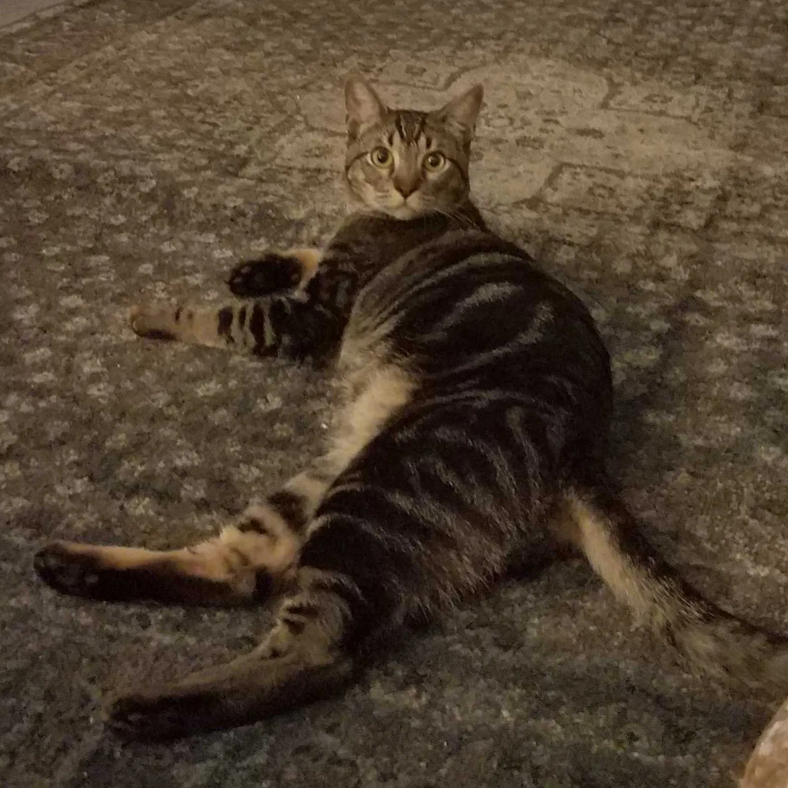 Lost cat in Granada Hills, CA, 91344