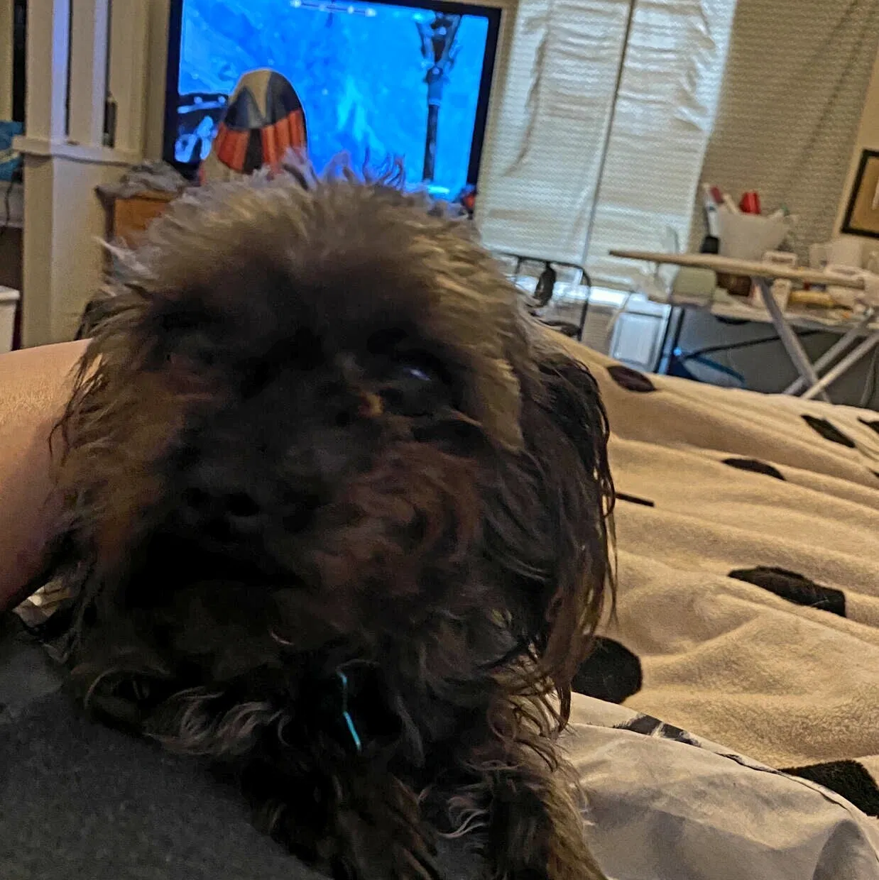 Lost dog in Odessa, TX, 79761