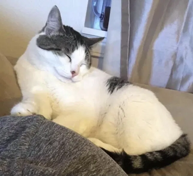 Lost cat in Buckley, WA, 98321
