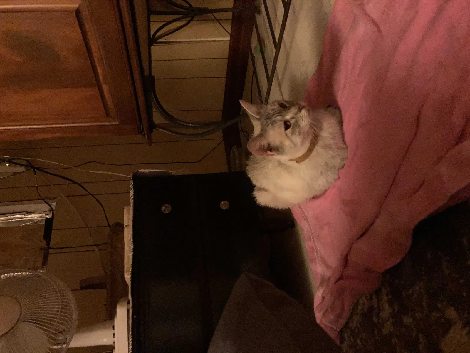 Found cat in Conway, AR, 72032