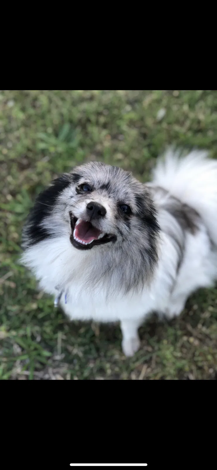 Lost dog in Haslet, TX, 76052