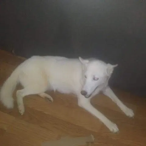 Lost dog in Decatur, TN, 37322