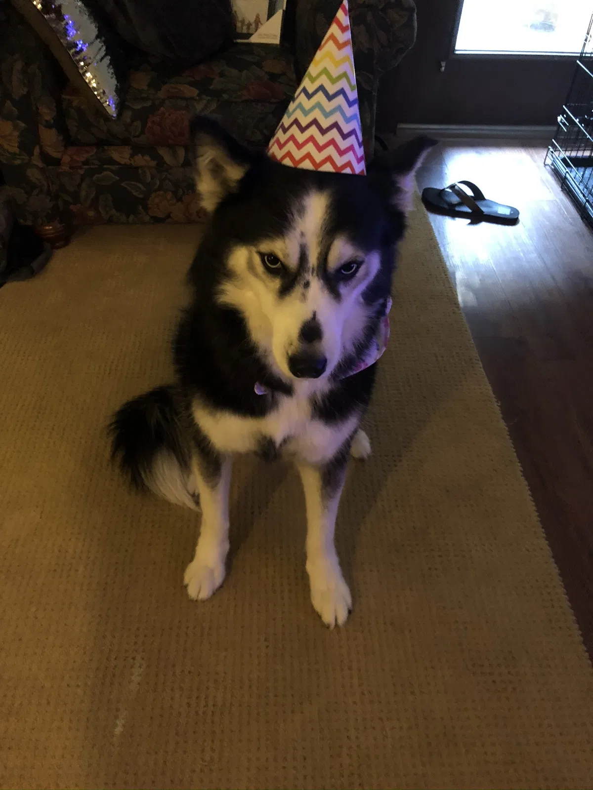 Lost dog in Peachtree City, GA, 30269