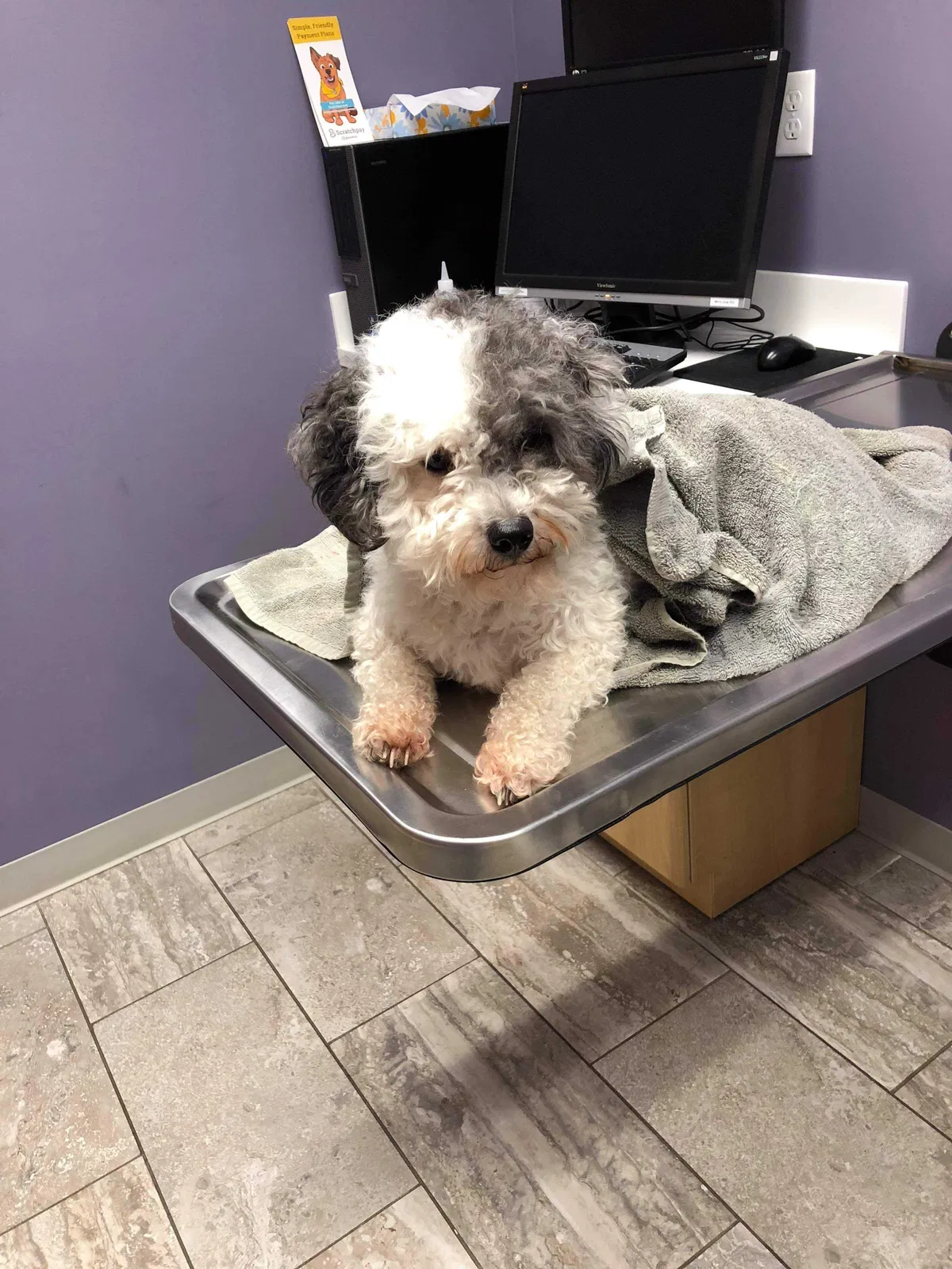 Lost dog in Indianapolis, IN, 46222
