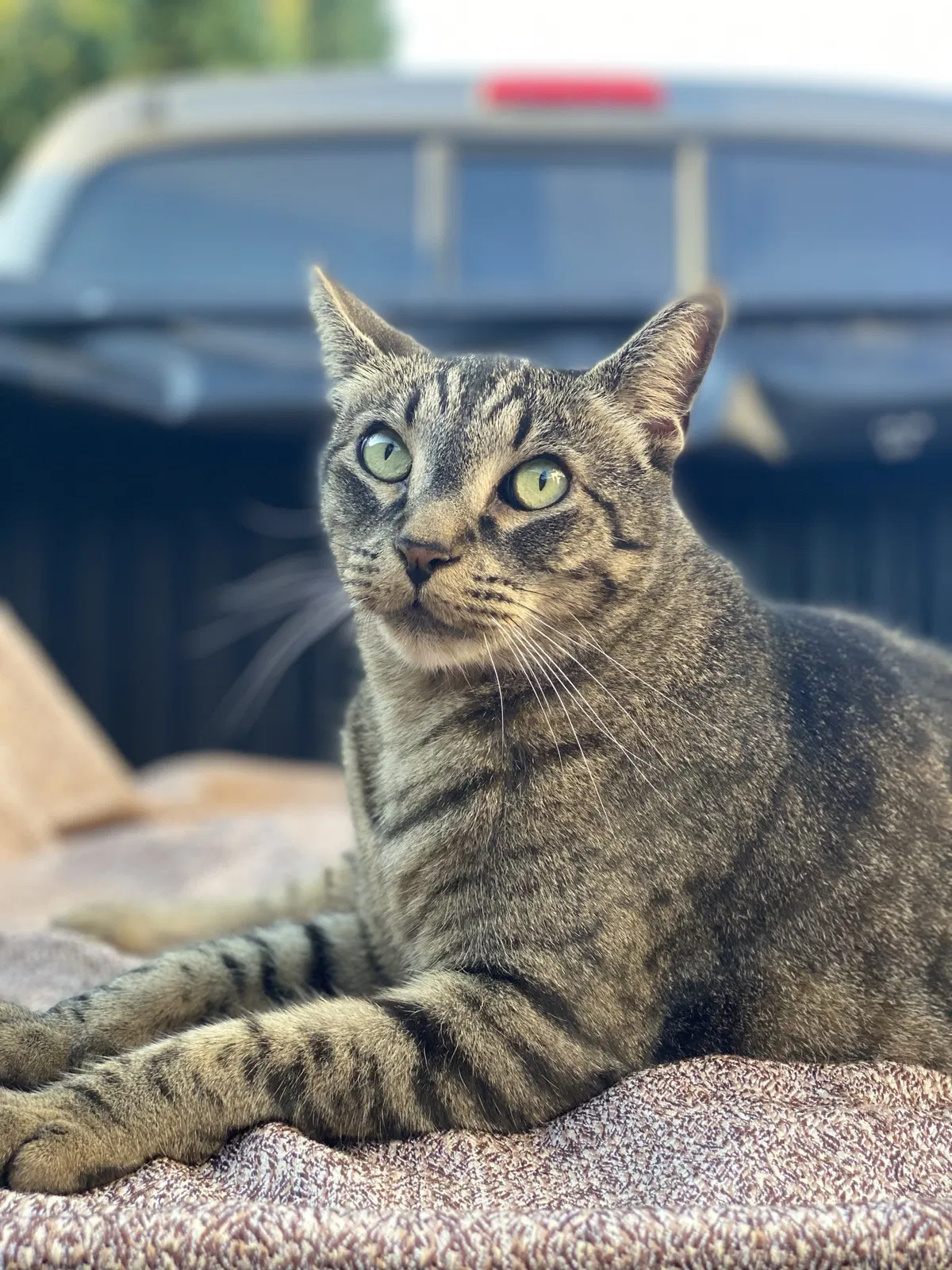 Lost cat in Tracy, CA, 95377