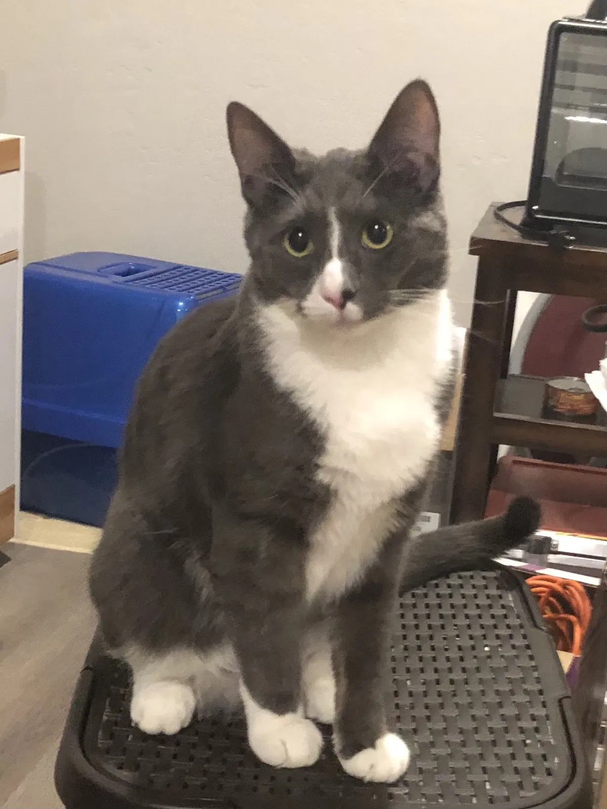 Lost cat in Vista, CA, 92083