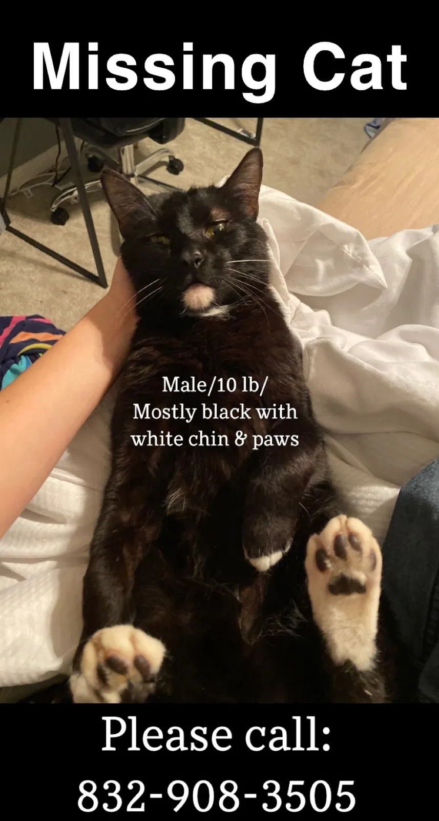 Lost cat in Spring, TX, 77389
