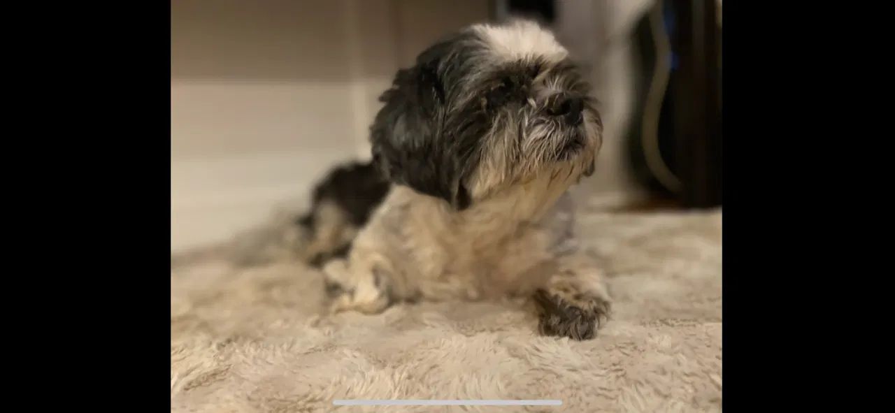 Lost dog in Hickory, NC, 28601