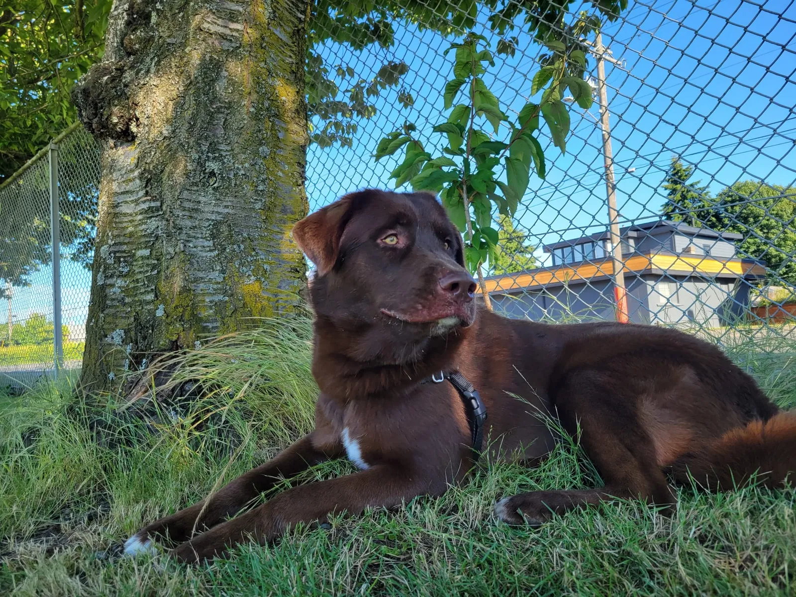 Lost dog in Tacoma, WA, 98403