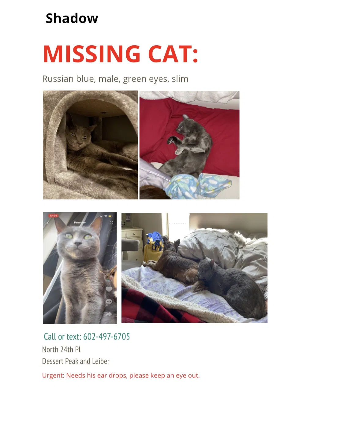 Lost cat in Phoenix, AZ, 85024