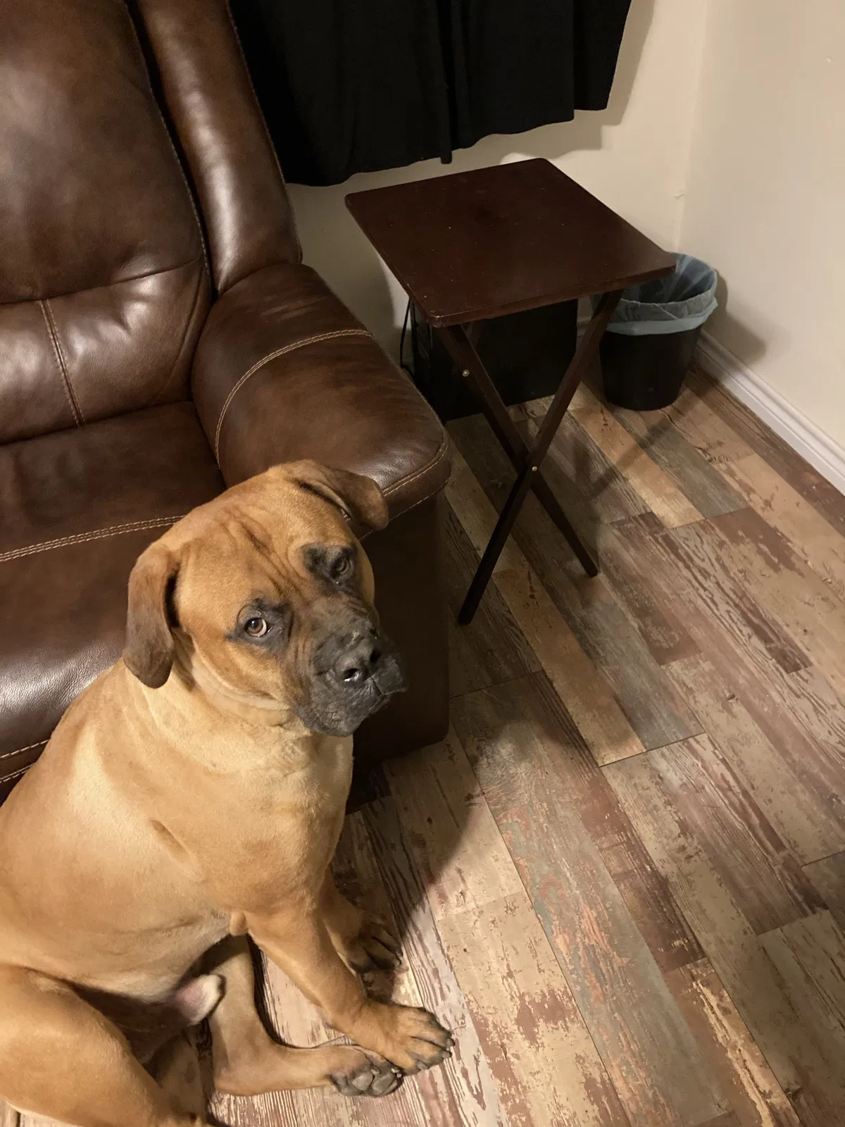 Lost dog in San Antonio, TX, 78201