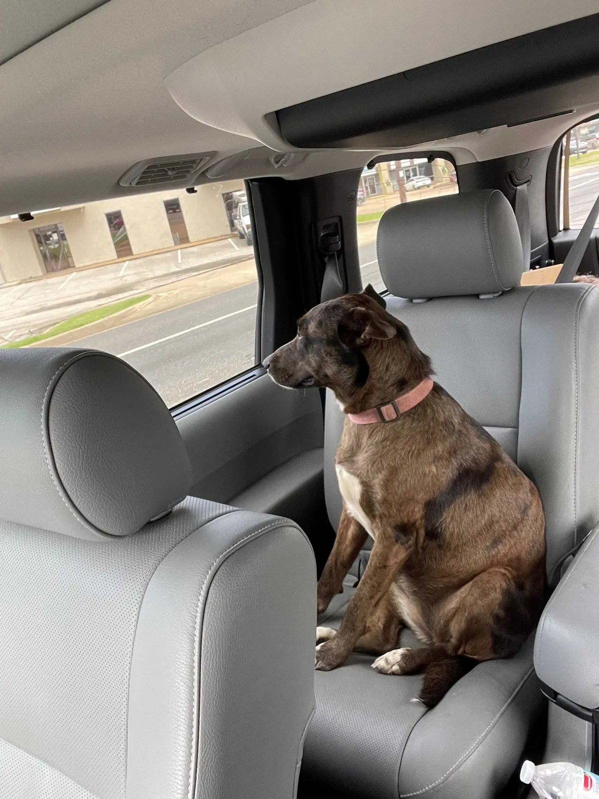 Found dog in Longview, TX, 75605