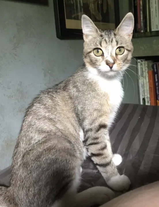 Lost cat in East Brunswick, NJ, 8816
