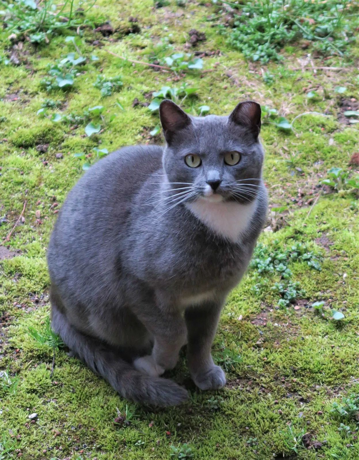 Lost cat in Brooklyn, NY, 11230