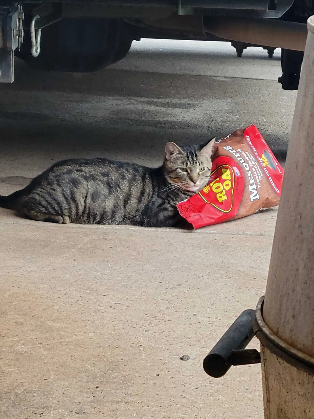 Lost cat in Pasadena, TX, 77503