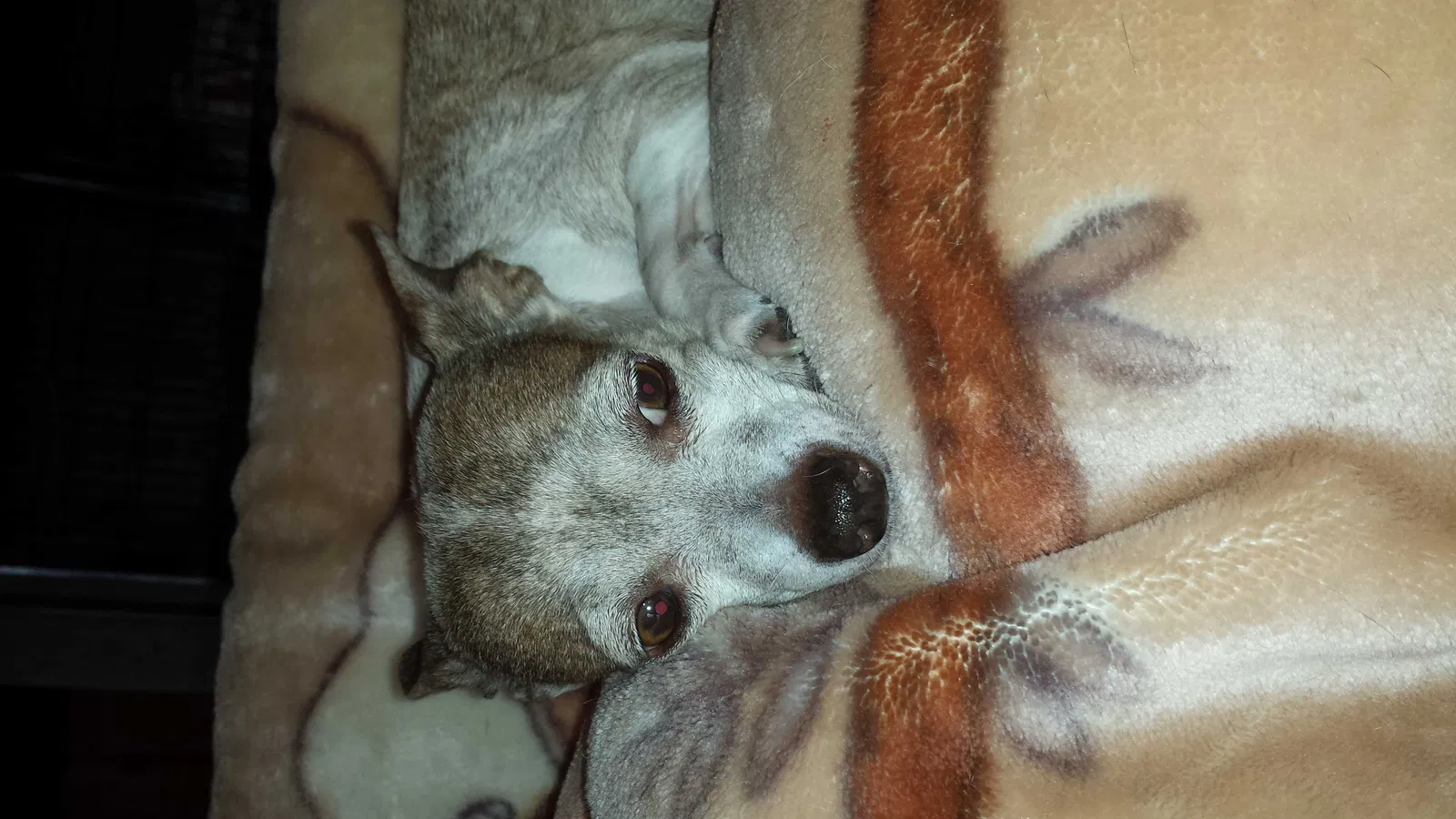 Lost dog in Palm Desert, CA, 92211