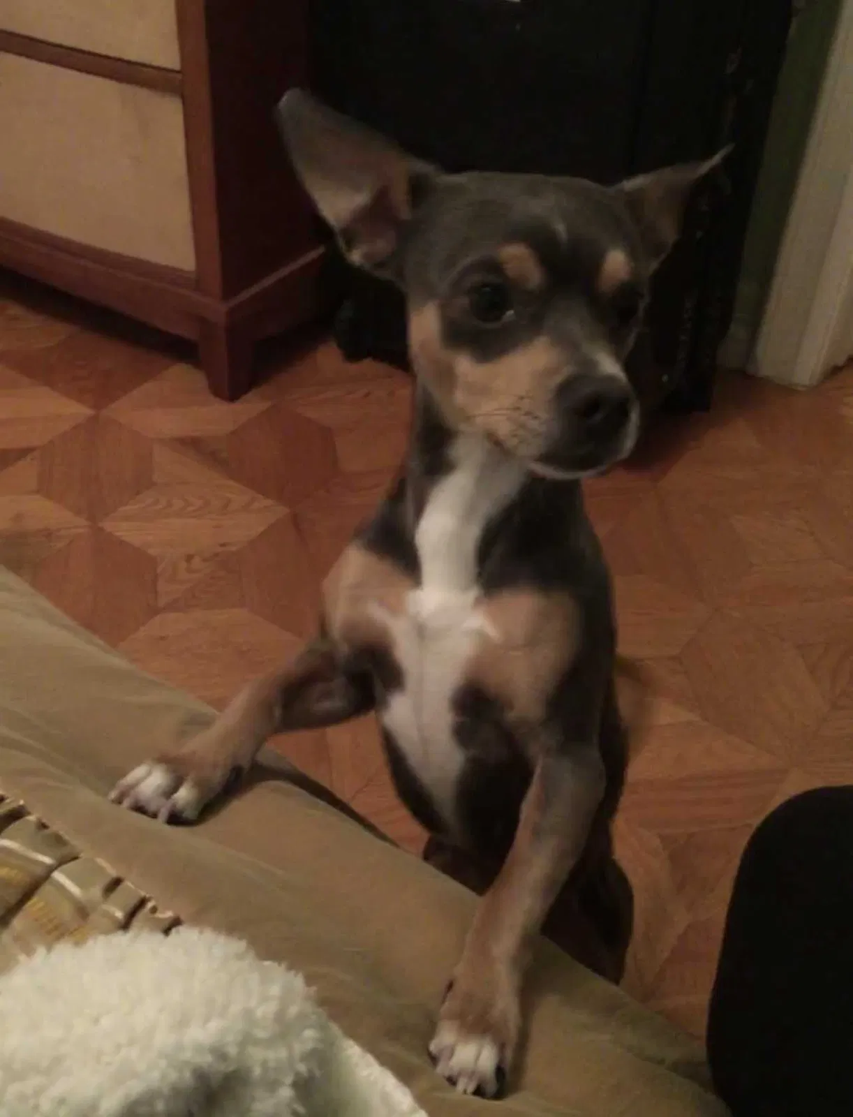 Lost dog in Van Nuys, CA, 91405
