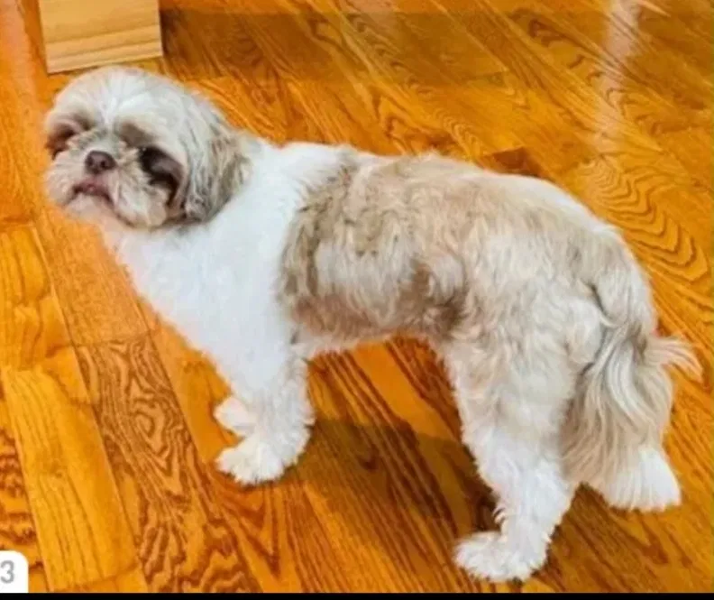 Lost dog in Jamaica, NY, 11434