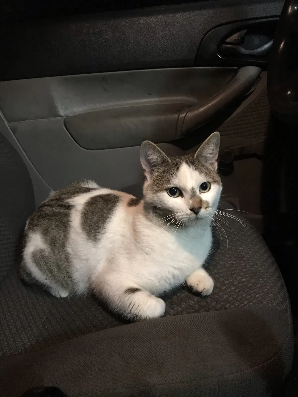 Lost cat in Hockley, TX, 77447