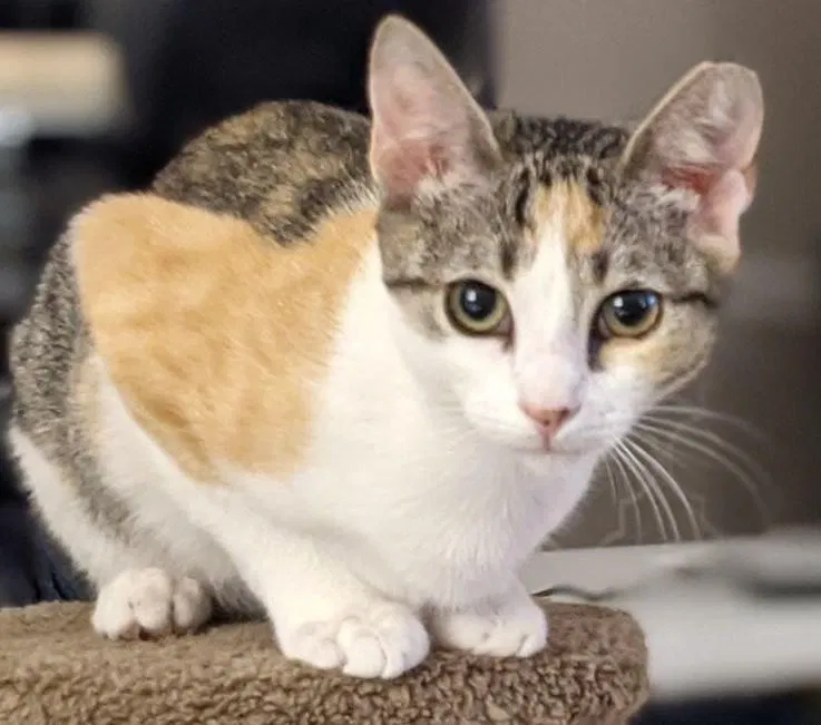 Lost cat in Pelham, NH, 3076