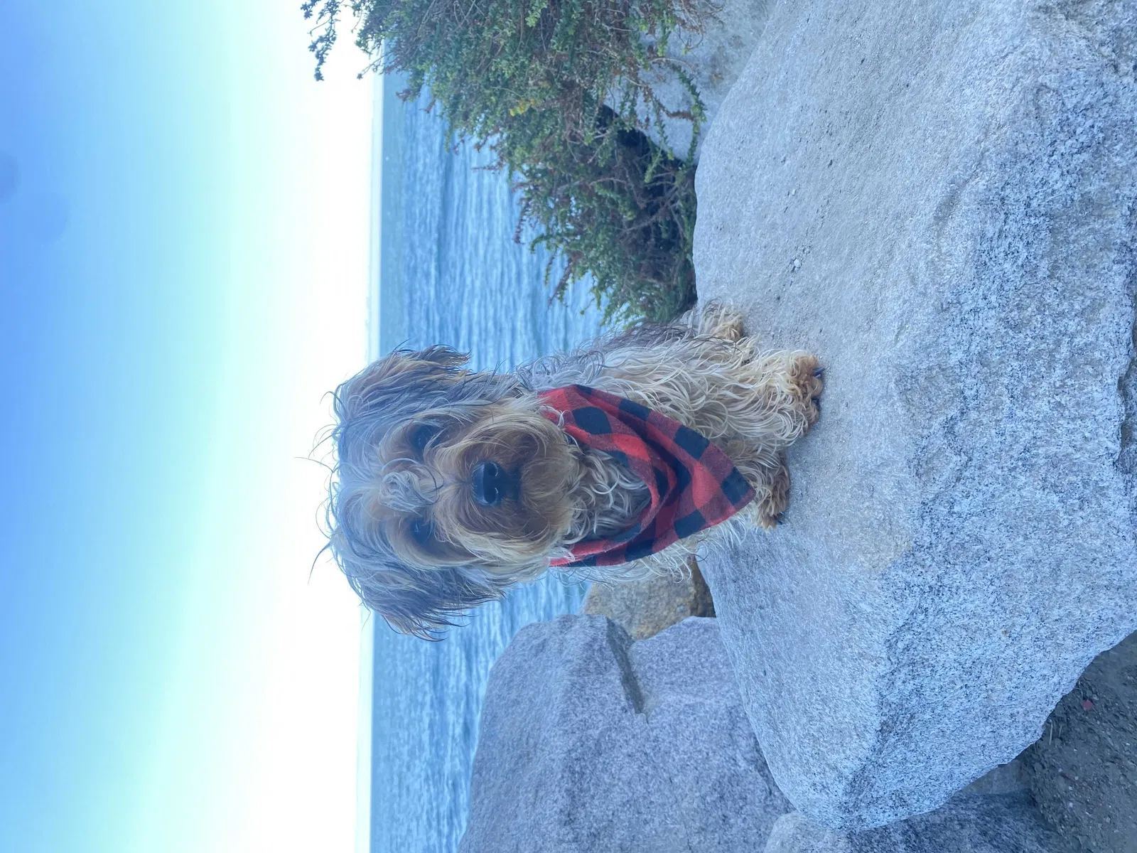 Lost dog in Pacific Palisades, CA, 90272
