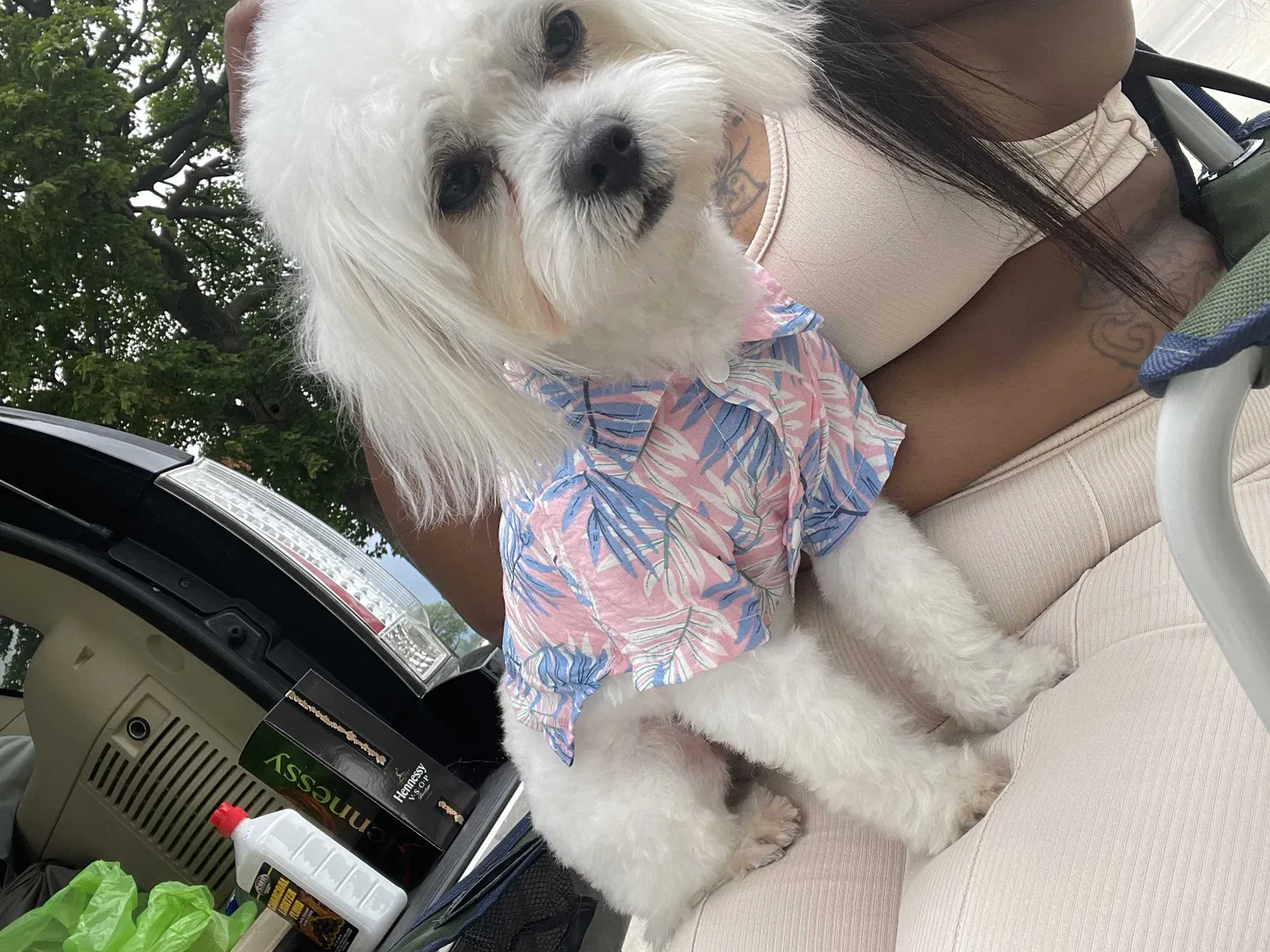 Lost dog in Detroit, MI, 48205